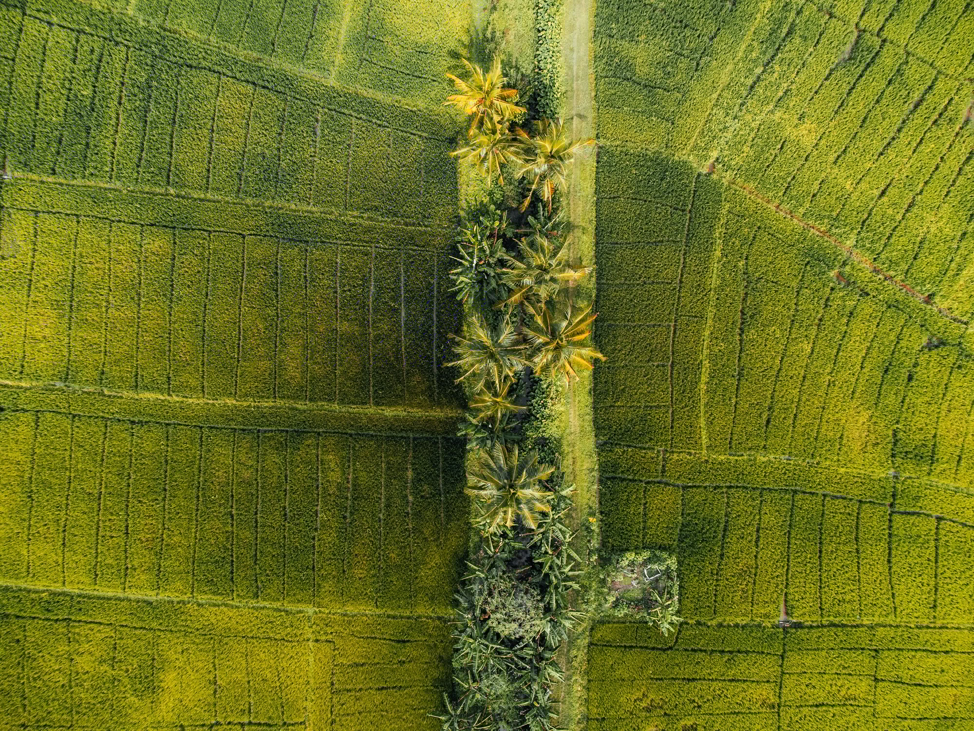 Aerial Photo of green Rice fields in the countryside of Sri Lanka
