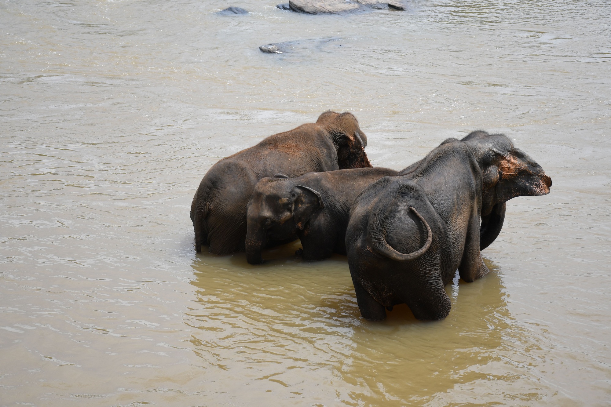 Elephant in a murky river, spraying water on its back with its trunk, in Pinnawala, Sri Lanka