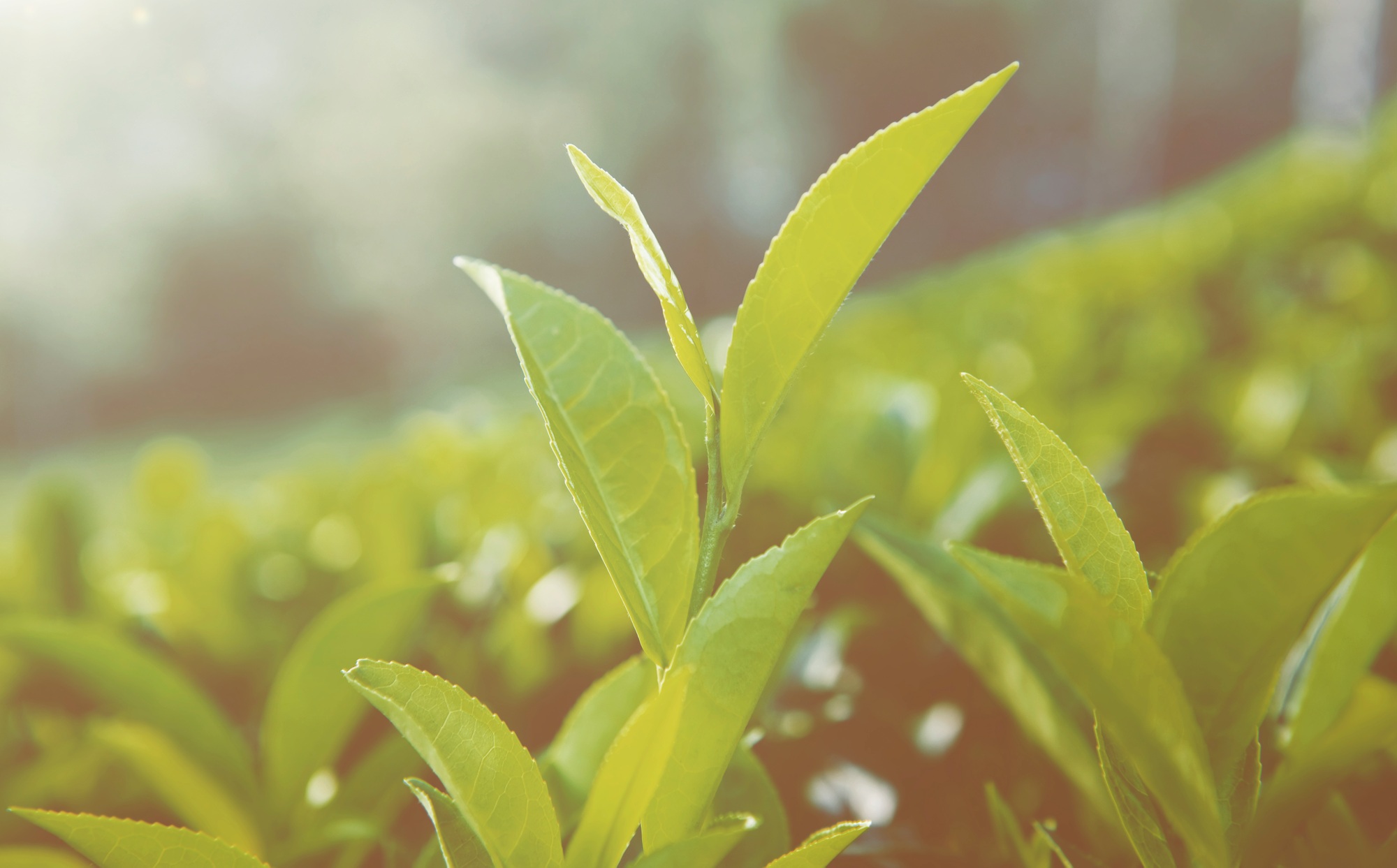 Green Leaves in Sri Lanka Concept