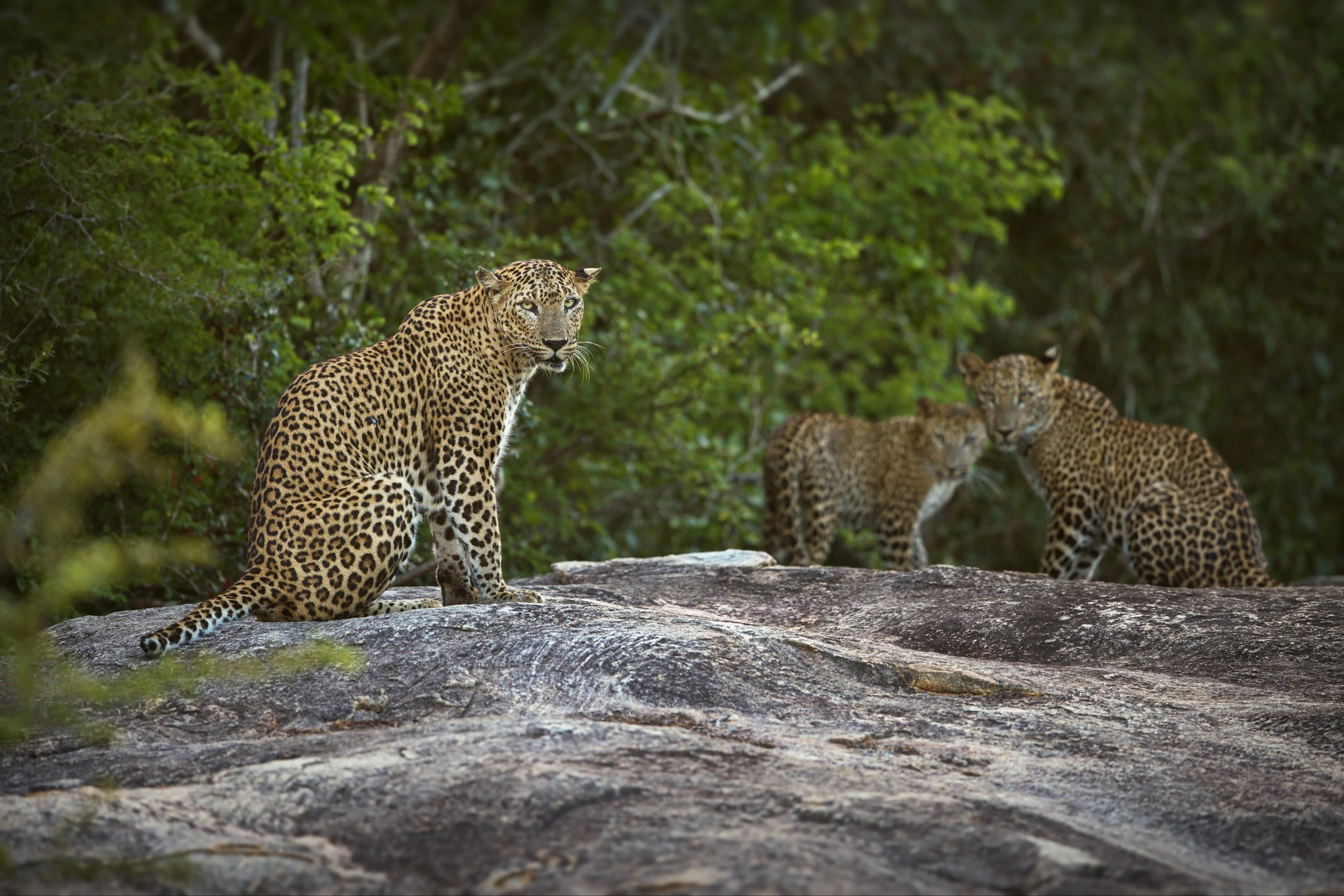 Group of leopards on a rock against green forest trees in Sri Lanka