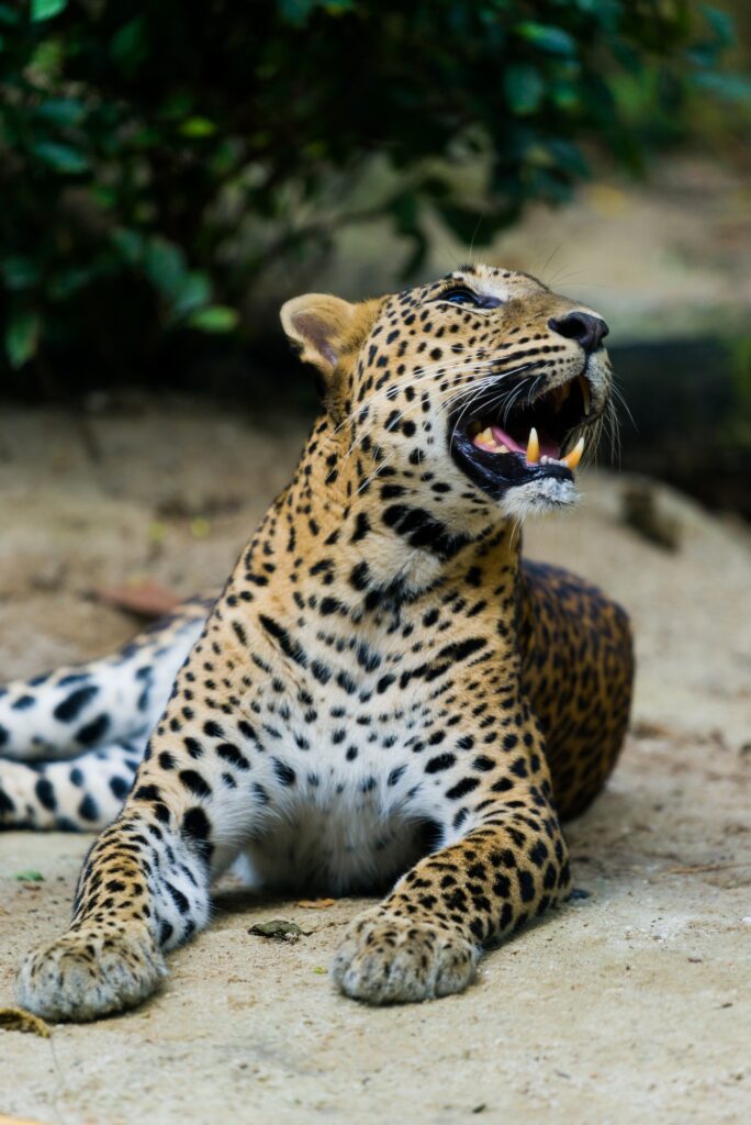 leopard (Panthera pardus kotiya)