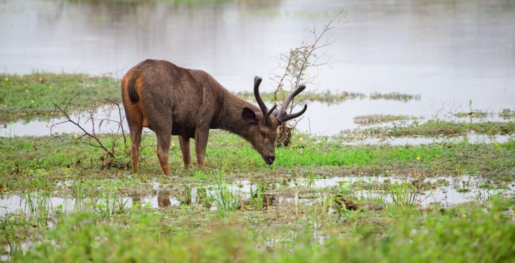 Majestic male Sri Lankan sambar deer grazing grass in the marshes in Yala national park