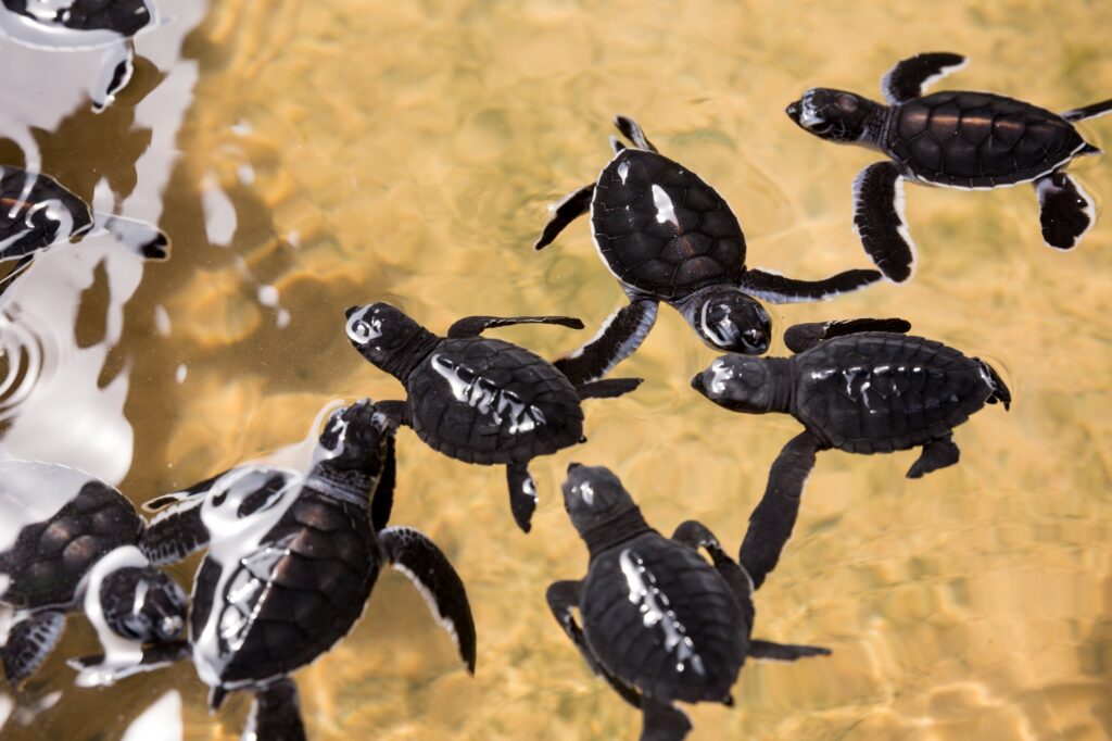 Newborn turtles in water, seaturtles Sri Lanka