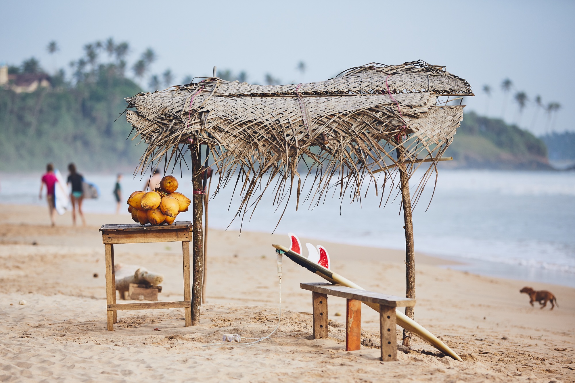 Stall with coconut against beach with surfers. Matara, Sri Lanka