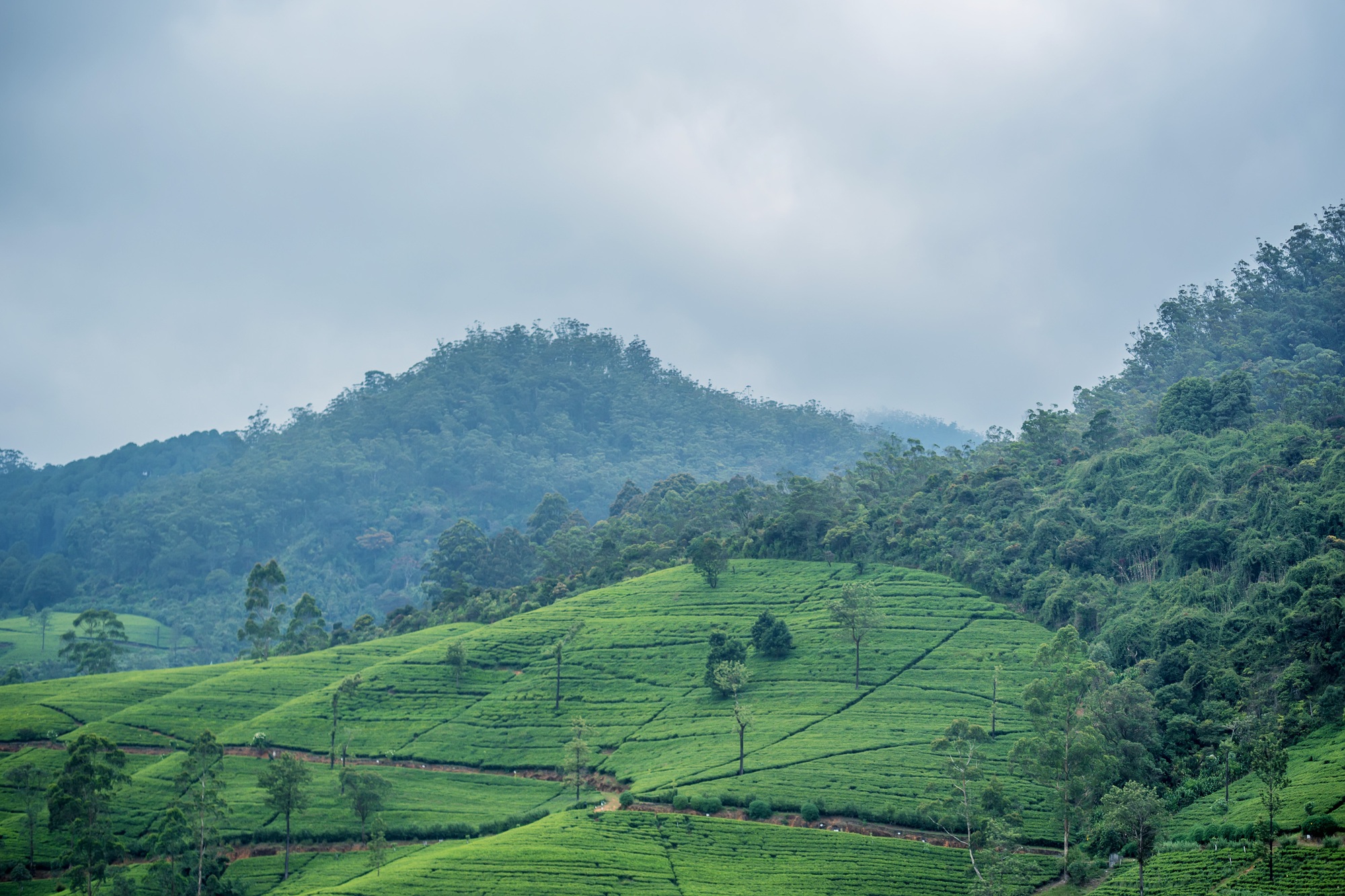 Tea plantation landscape in Sri Lanka