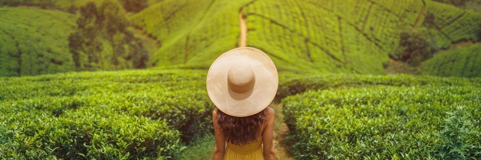 Woman Traveler in Front of Nature Background Tea Plantations Landscape in Sri Lanka